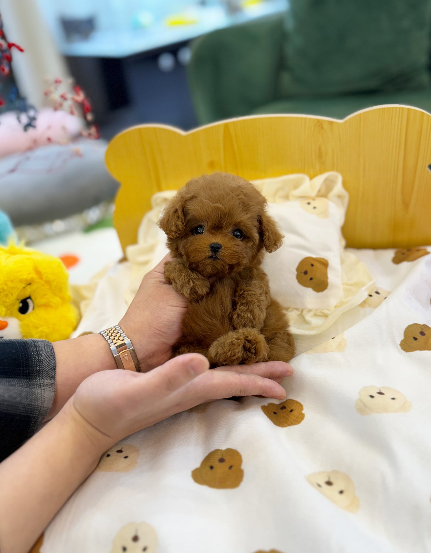 Fannie - Poodle F.