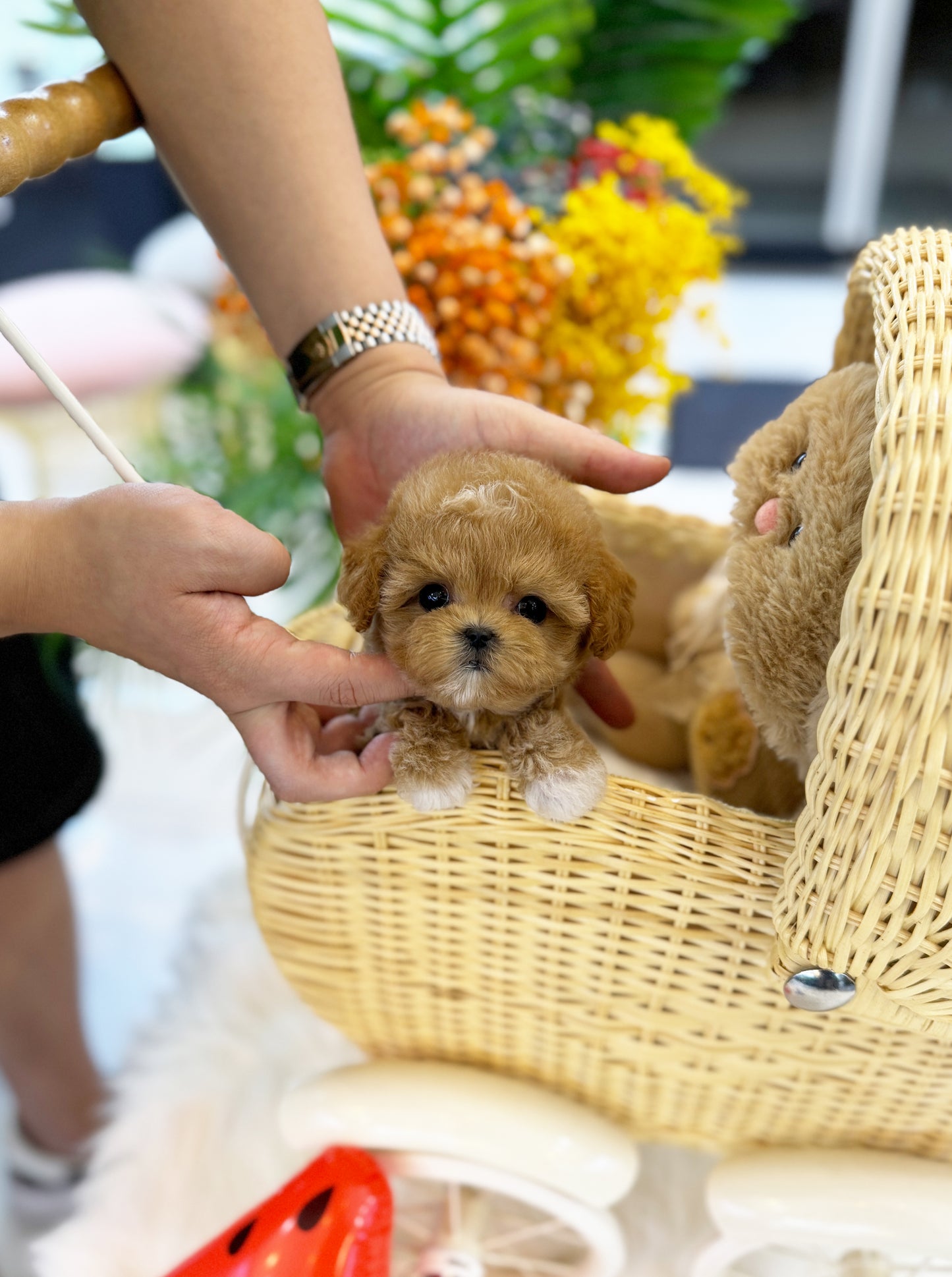 Pam - Maltipoo F.