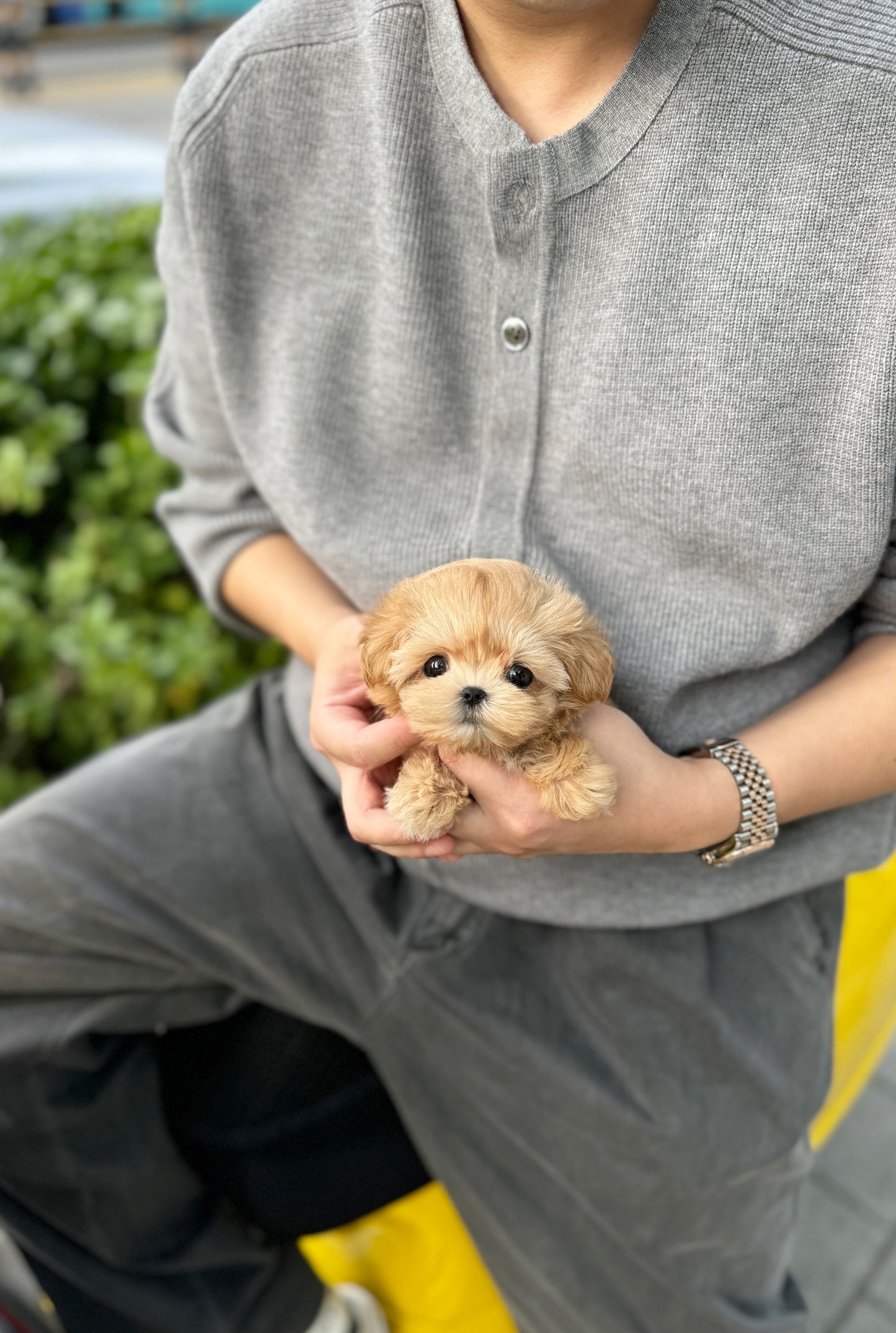 Rocco - Maltipoo F.