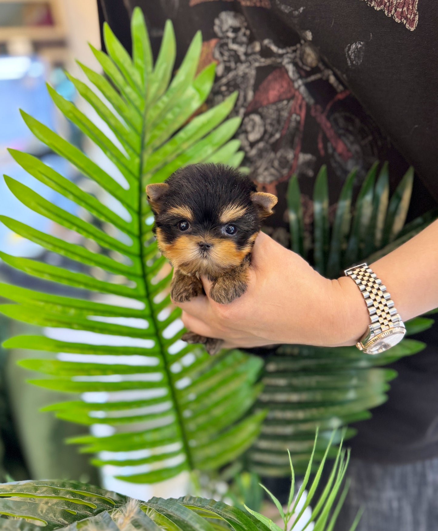 Mateo - Yorkie M.