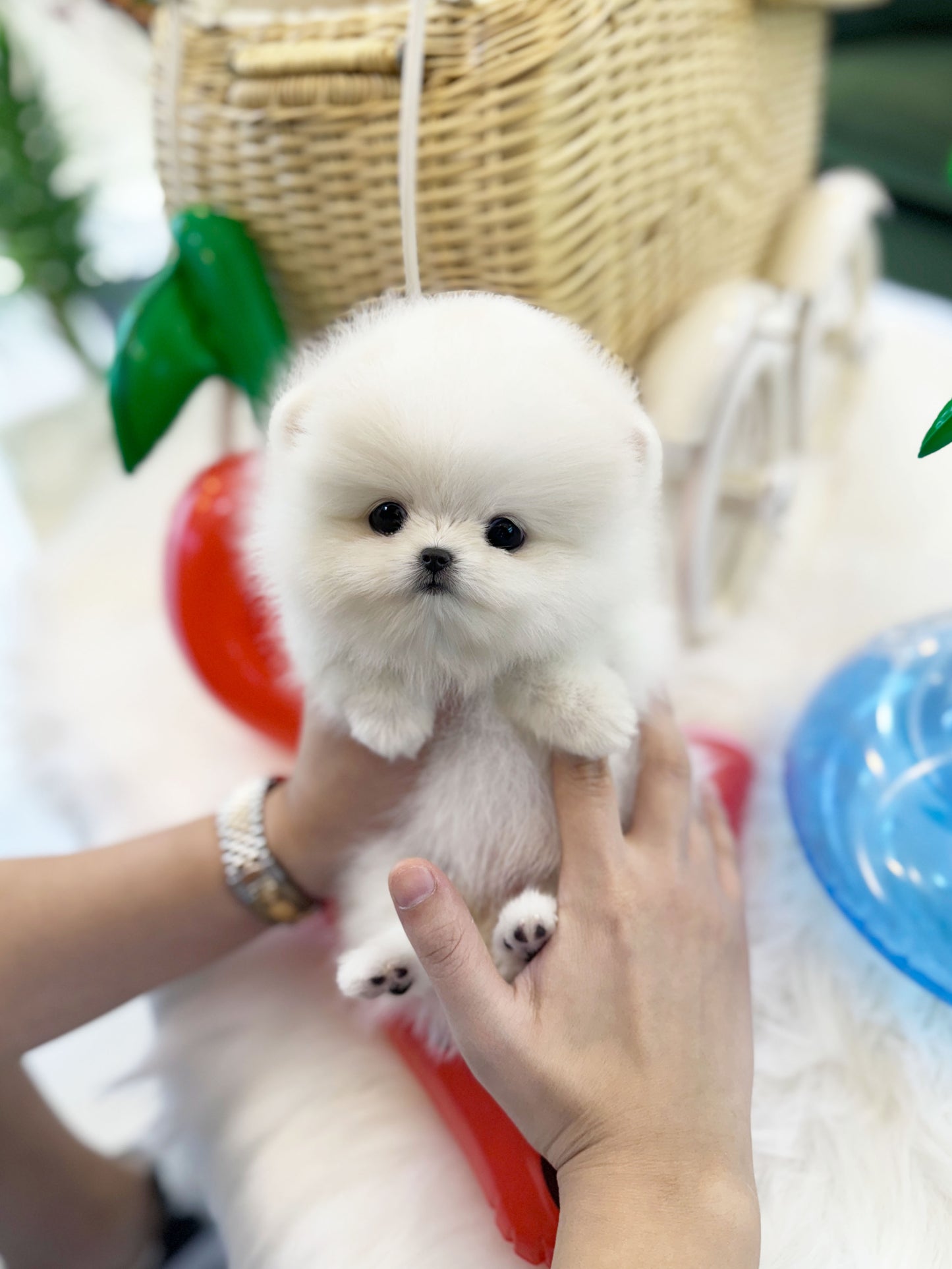 Polar - Pomeranian F.