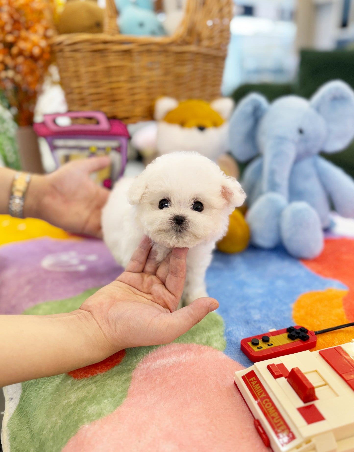 Nikki - Bichon Frisé F.