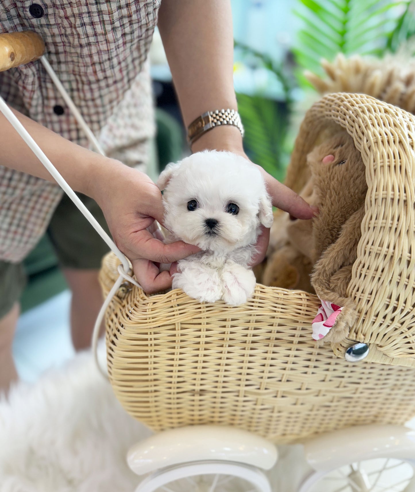 Louie - Bichon Frisé M.