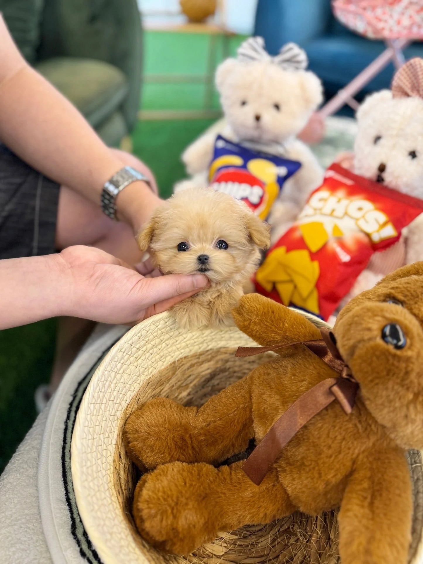 Poppie - Maltipoo F.