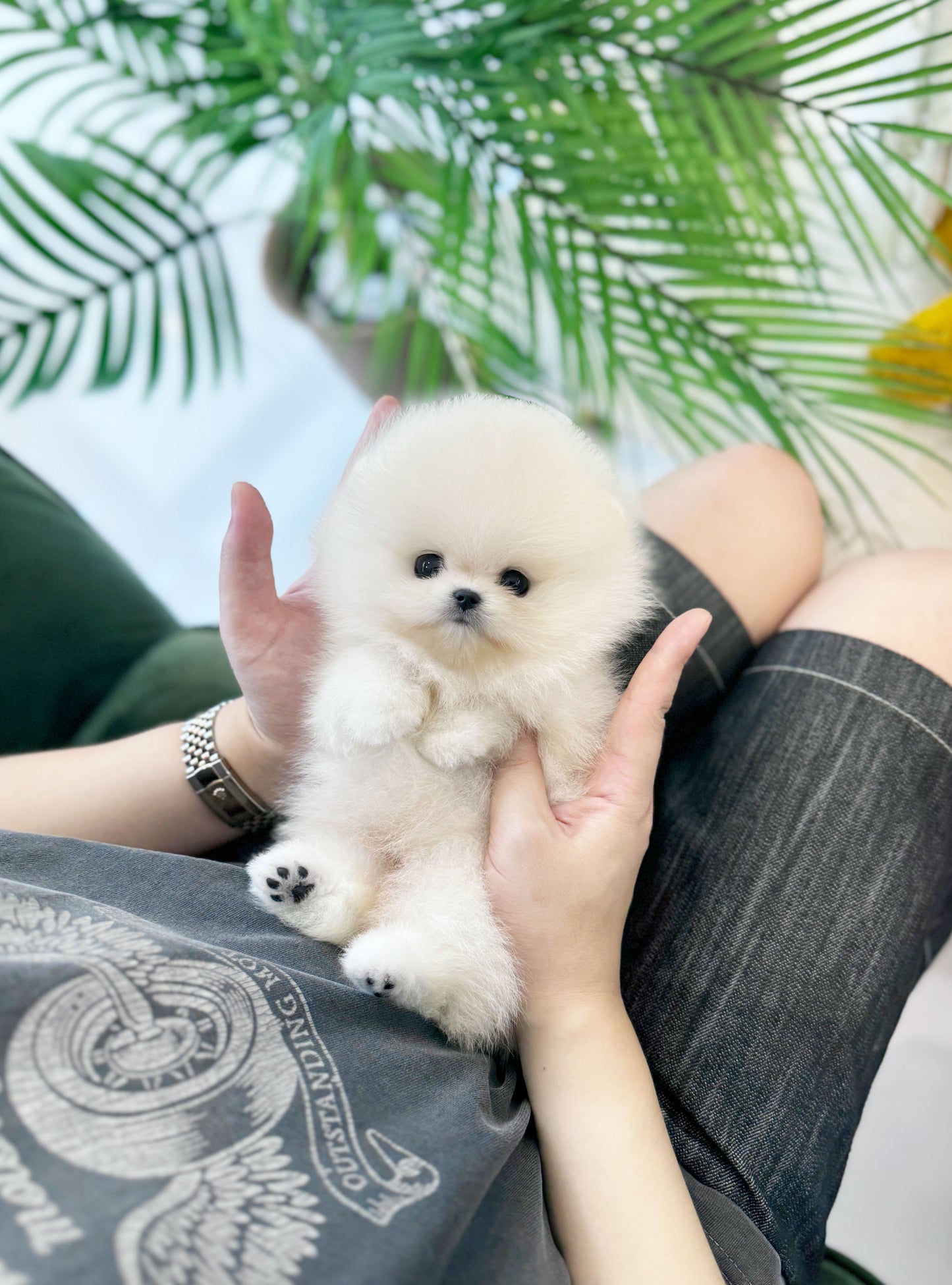 Zane - Pomeranian M.