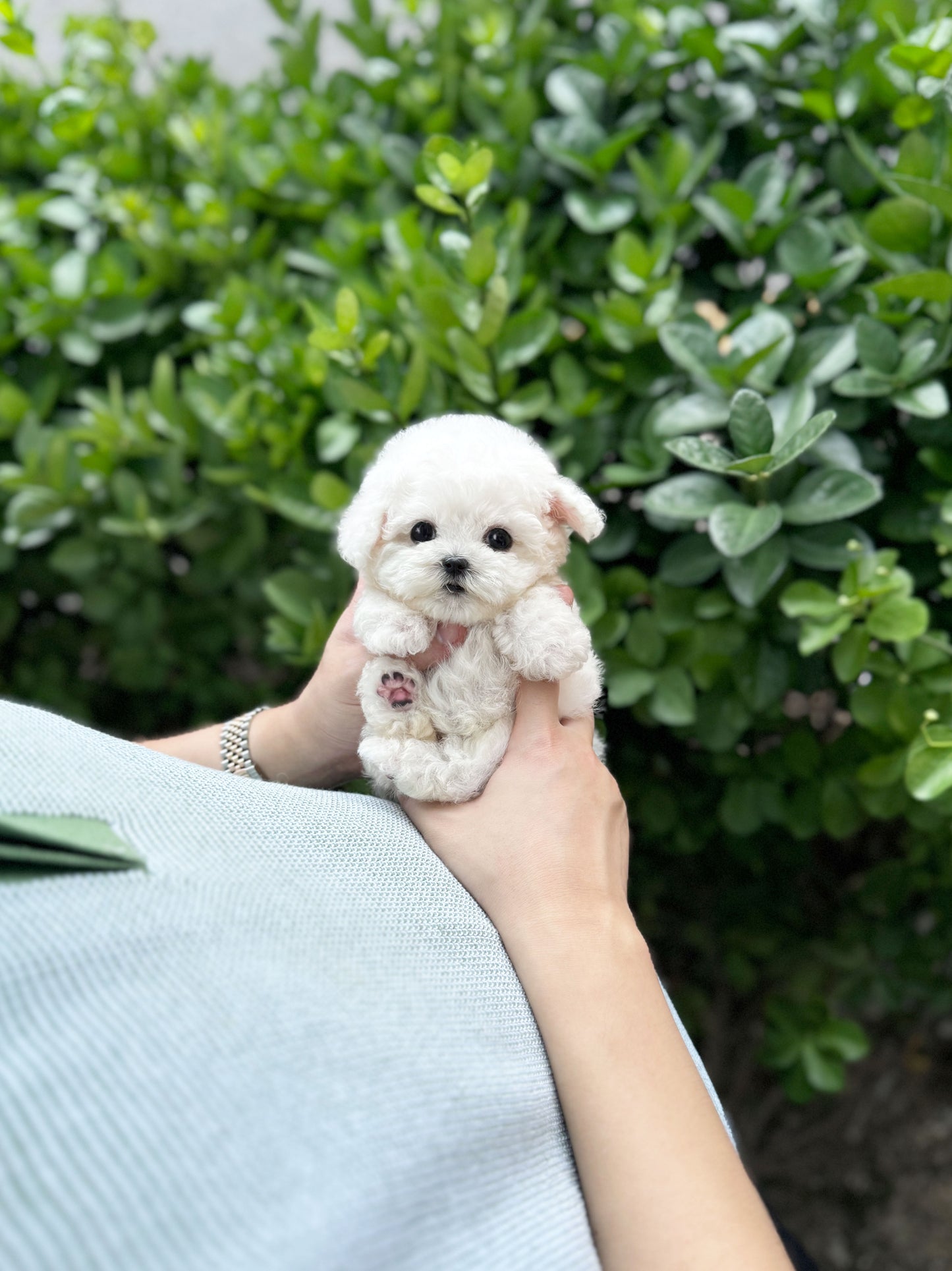 Poe - Bichon Frisé M.