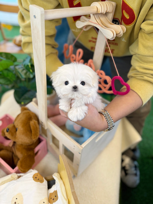 Suki - Maltese F.