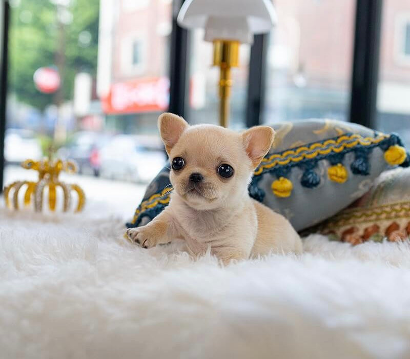 KUSHI’S PUPPIES Korean Teacup Puppies Kushi's Puppies