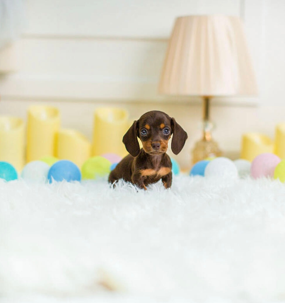 KUSHI’S PUPPIES Korean Teacup Puppies Kushi's Puppies