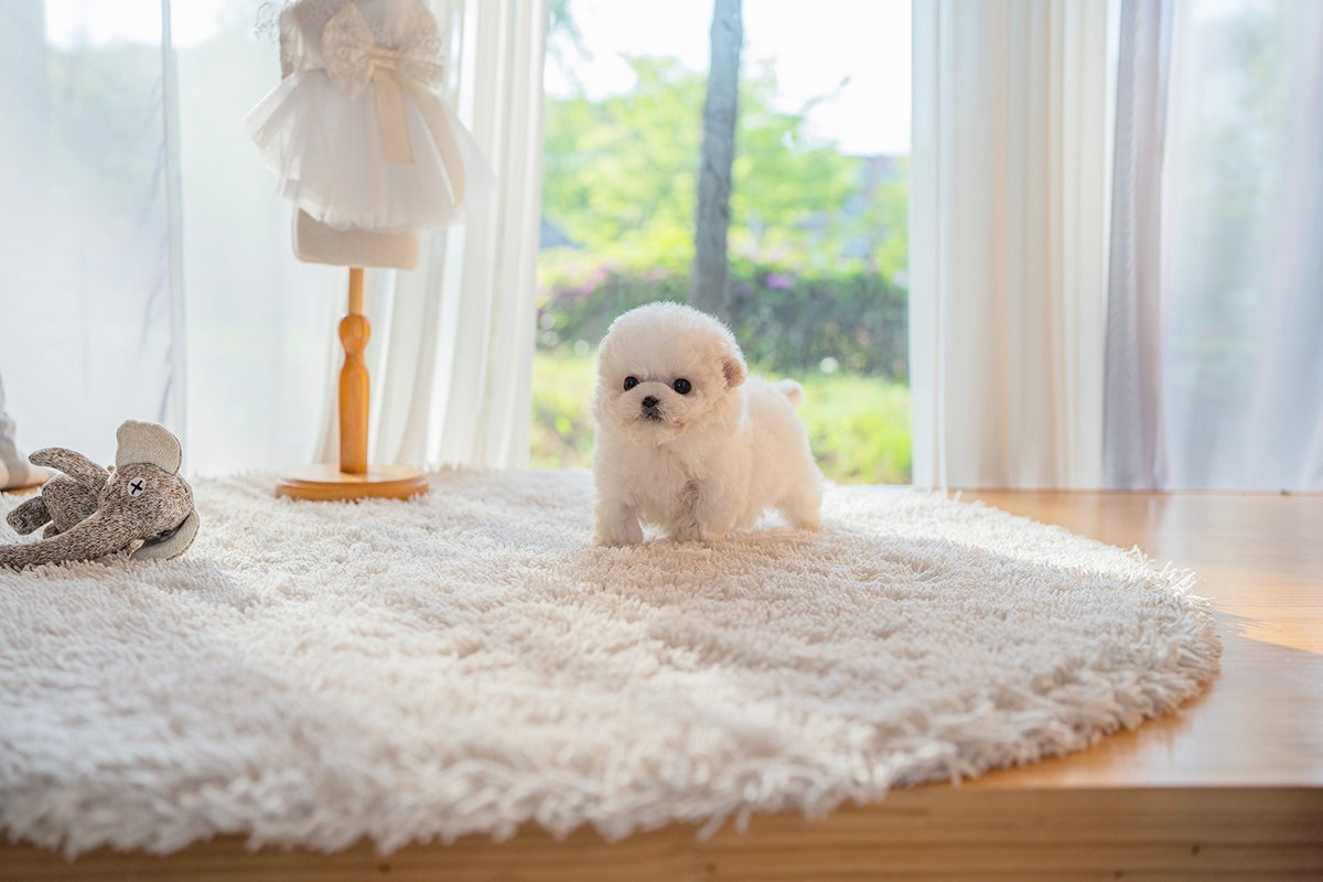 KUSHI’S PUPPIES Korean Teacup Puppies Kushi's Puppies